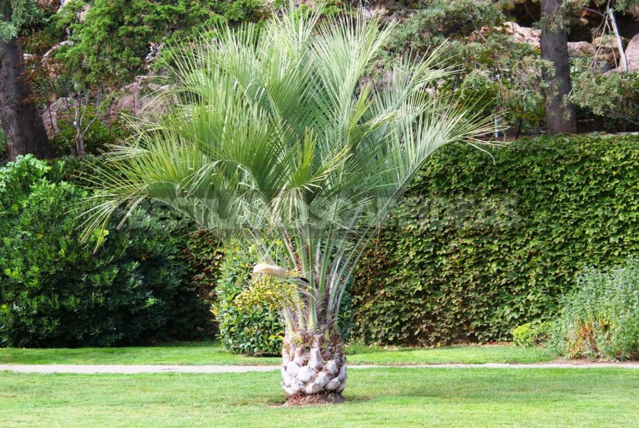 What Palm Trees Can Be Grown In The Garden And At Home (Part 1)