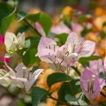 Bougainvillea: Transplantation And Care At Home