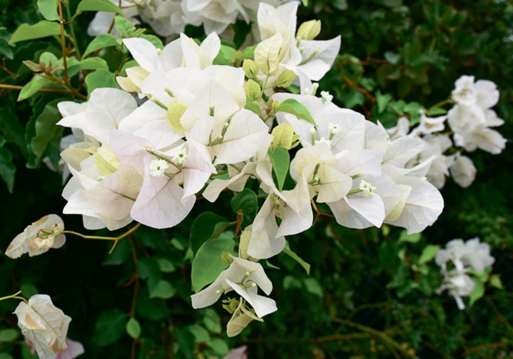 Bougainvillea: Transplantation And Care At Home - Best Landscape Ideas