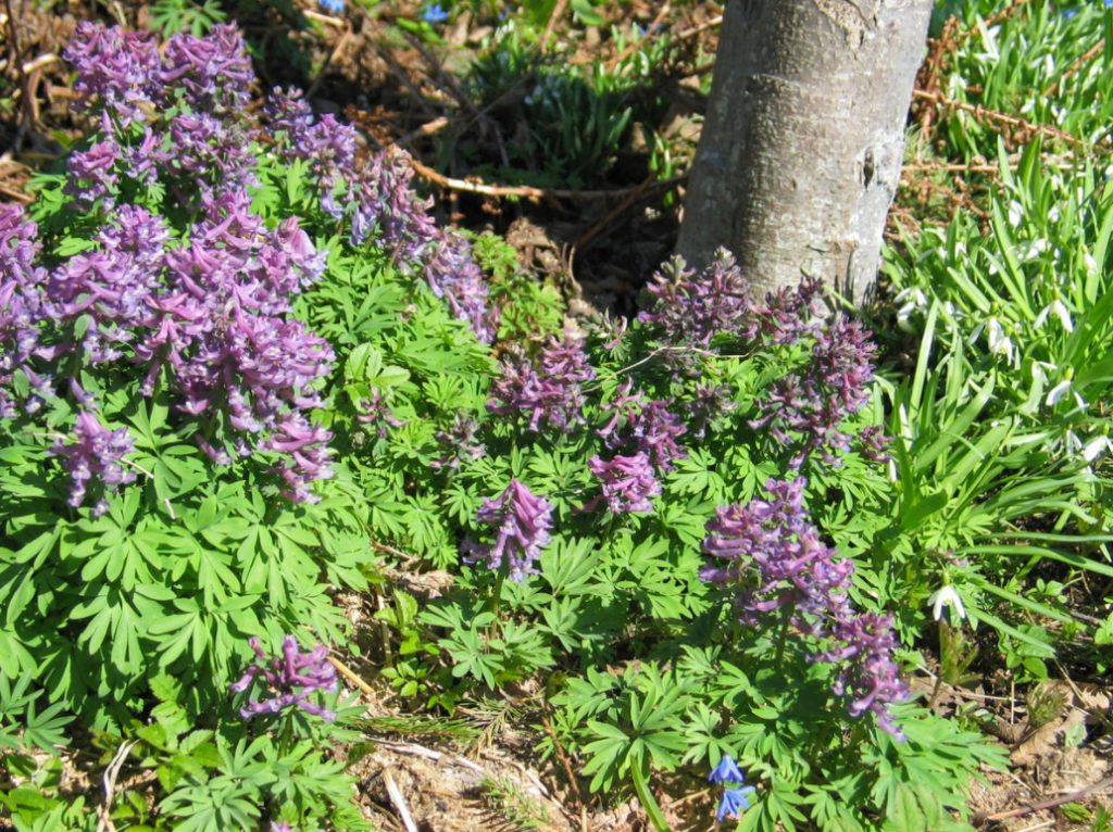 Corydalis – Sleeping Beauties Waking Up In Early Spring