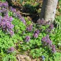 Corydalis – Sleeping Beauties Waking Up In Early Spring