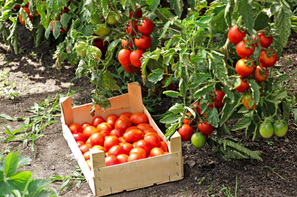 Four Ways To Grow Tomatoes Without Seedlings In The Middle Lane