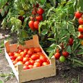 Four Ways To Grow Tomatoes Without Seedlings In The Middle Lane