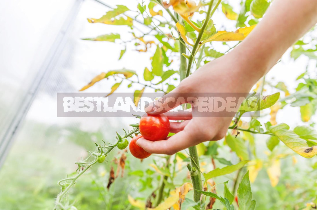 Four Ways To Grow Tomatoes Without Seedlings In The Middle Lane