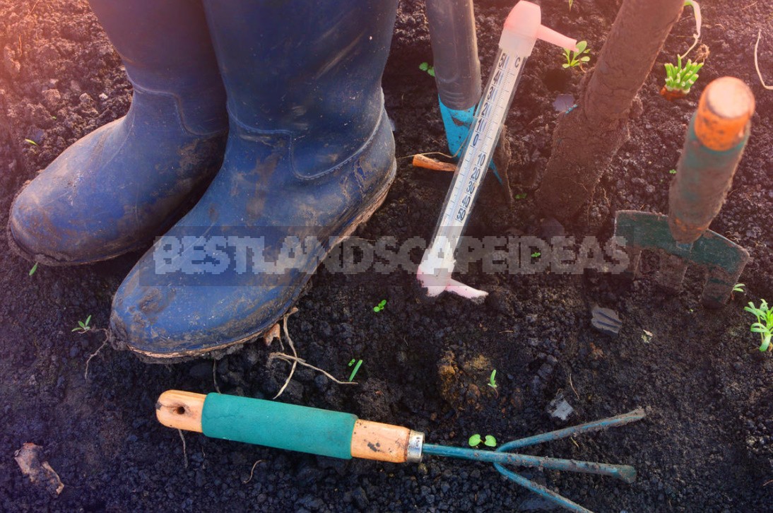 Four Ways To Grow Tomatoes Without Seedlings In The Middle Lane