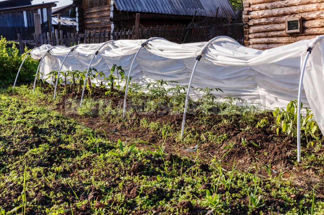 Four Ways To Grow Tomatoes Without Seedlings In The Middle Lane