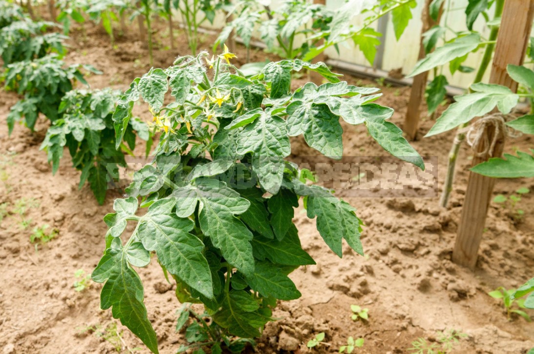 Four Ways To Grow Tomatoes Without Seedlings In The Middle Lane