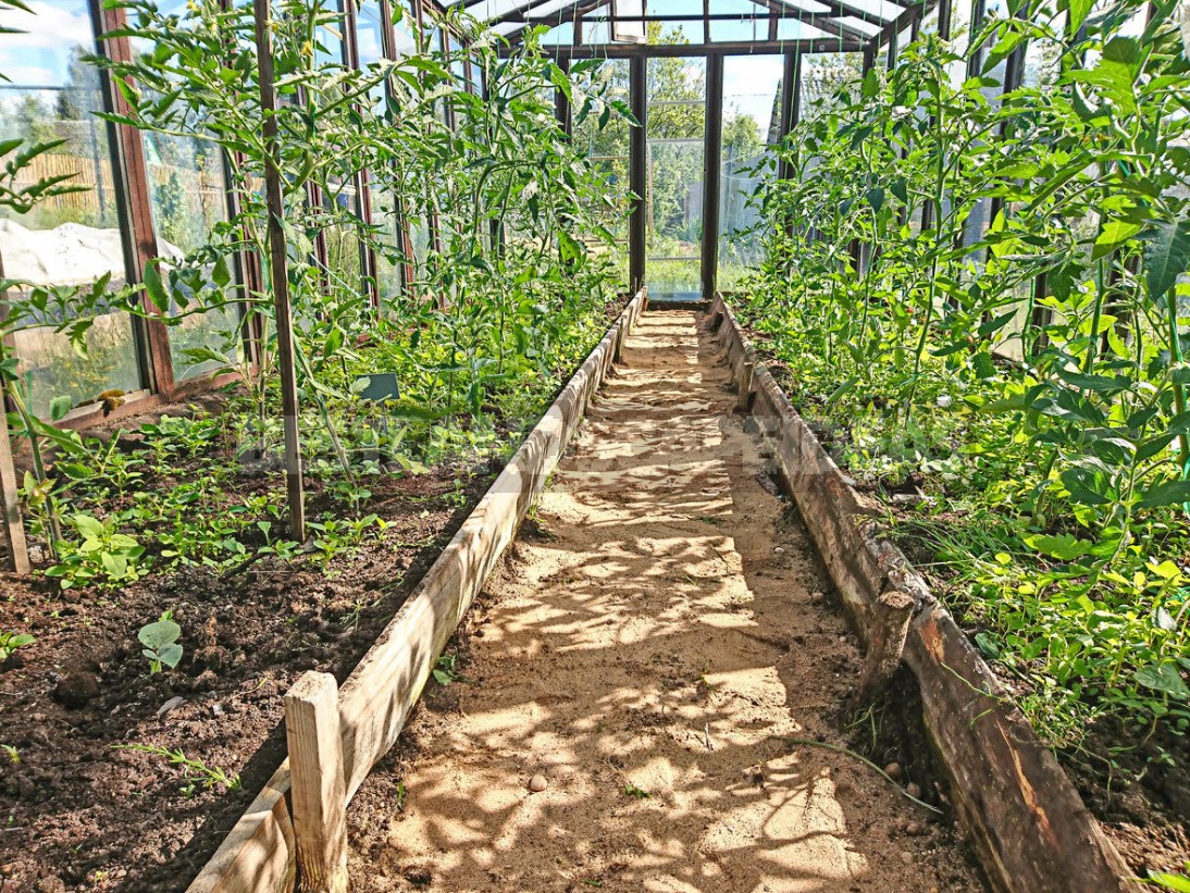 Four Ways To Grow Tomatoes Without Seedlings In The Middle Lane