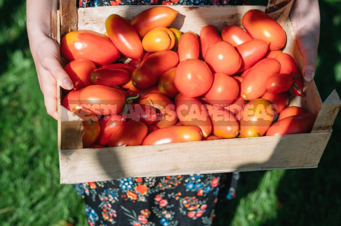 Four Ways To Grow Tomatoes Without Seedlings In The Middle Lane