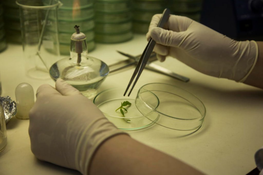 Healthy Selection, Or How Healthy Vegetables Are Created
