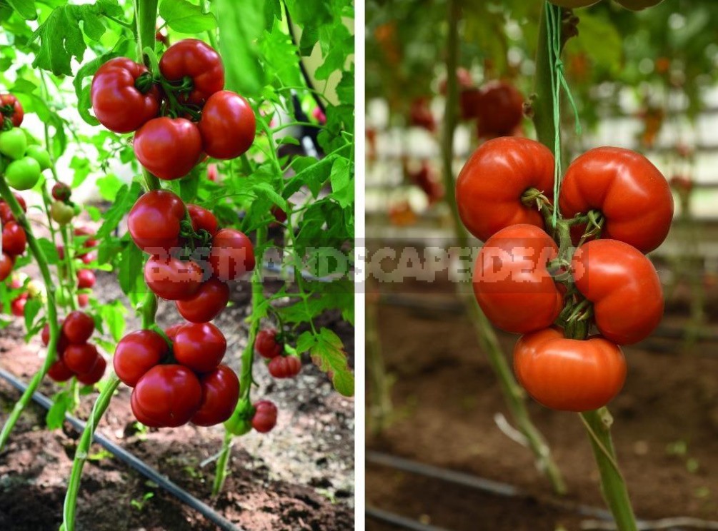 Healthy Selection, Or How Healthy Vegetables Are Created