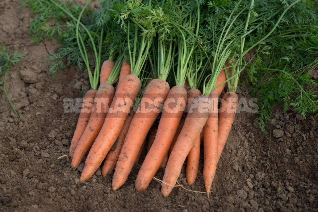 Healthy Selection, Or How Healthy Vegetables Are Created