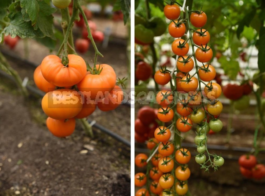 Healthy Selection, Or How Healthy Vegetables Are Created