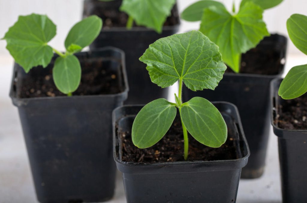 How To Grow An Excellent Cucumber Seedling