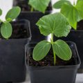 How To Grow An Excellent Cucumber Seedling