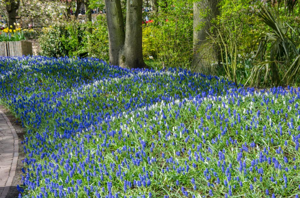 Muscari: Flower Care During The Season, Ideas And Photos Of Compositions
