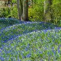 Muscari: Flower Care During The Season, Ideas And Photos Of Compositions