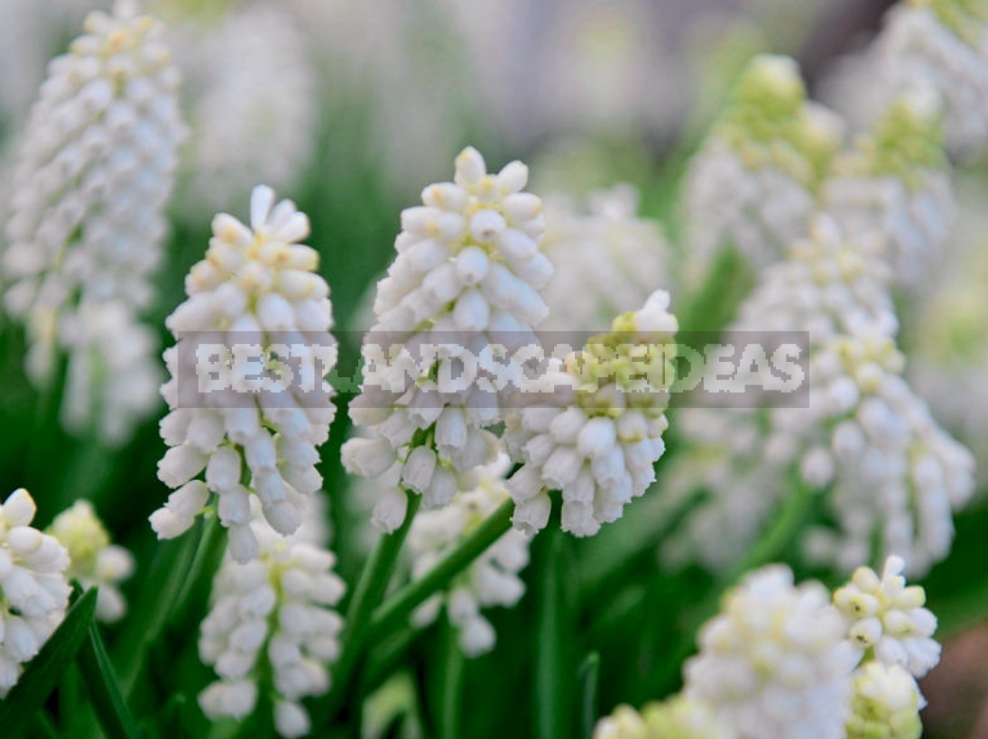 Muscari: Flower Care During The Season, Ideas And Photos Of Compositions