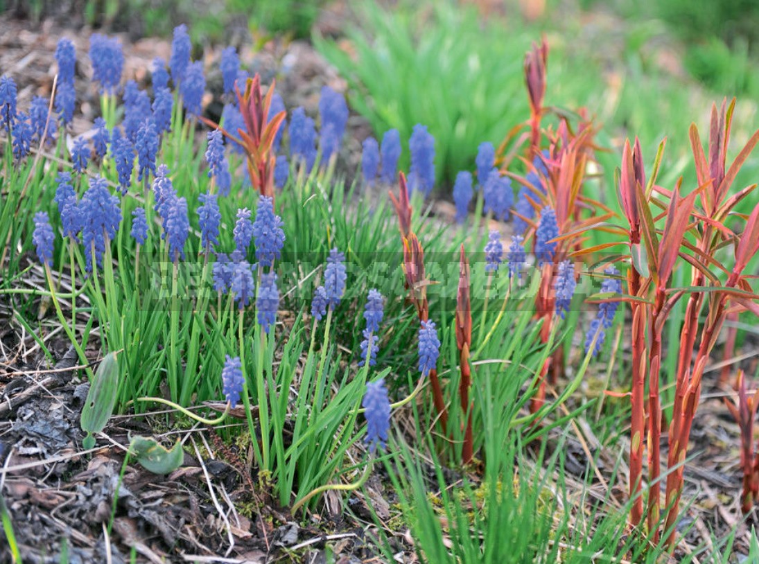 Muscari: Flower Care During The Season, Ideas And Photos Of Compositions