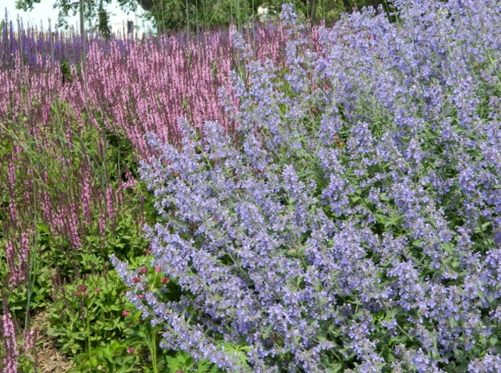 Nepeta: Planting, Care And Successful Combinations