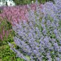 Nepeta: Planting, Care And Successful Combinations