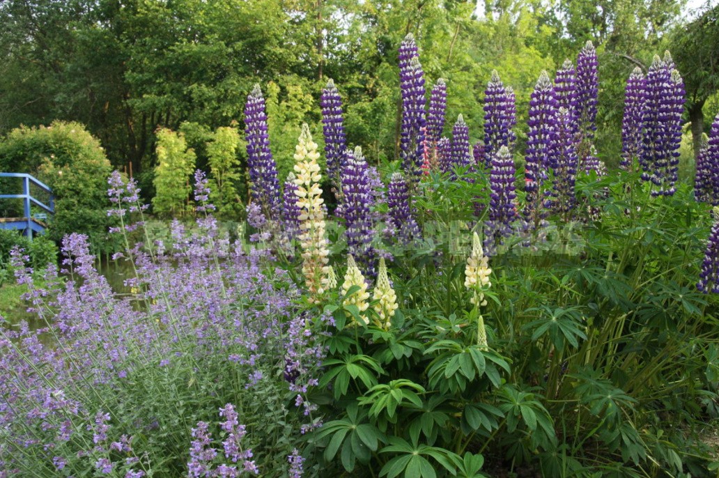 Nepeta: Planting, Care And Successful Combinations