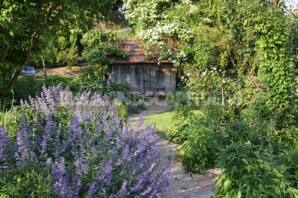 Nepeta: Planting, Care And Successful Combinations