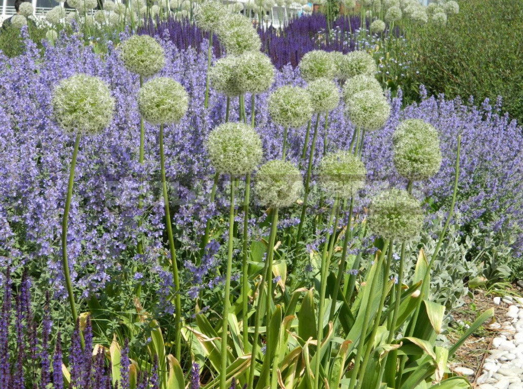 Nepeta: Planting, Care And Successful Combinations