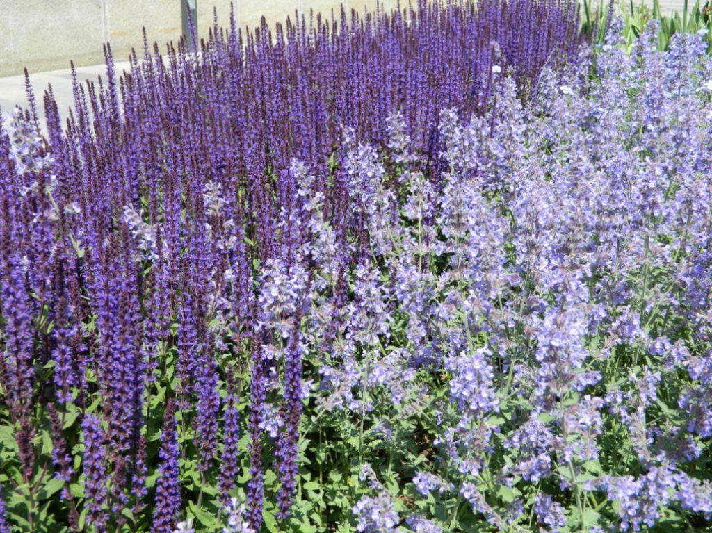 Nepeta: Planting, Care And Successful Combinations - Best Landscape Ideas