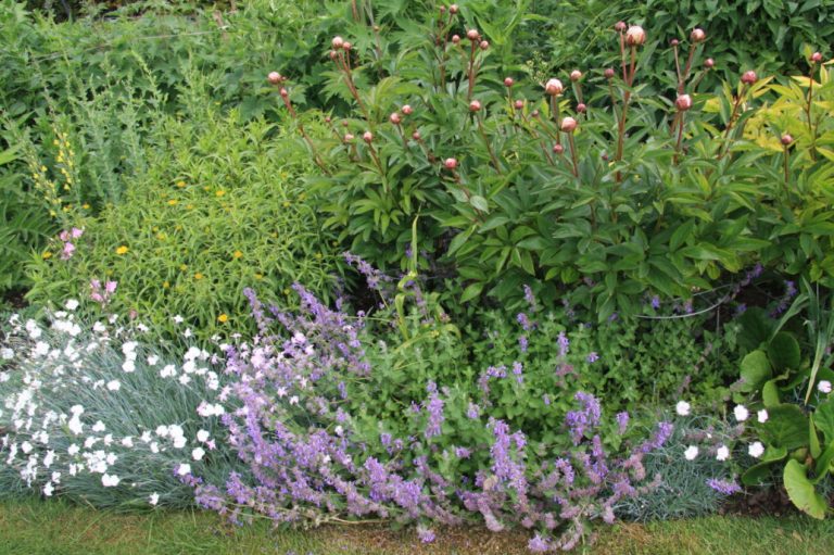 Nepeta: Planting, Care And Successful Combinations - Best Landscape Ideas