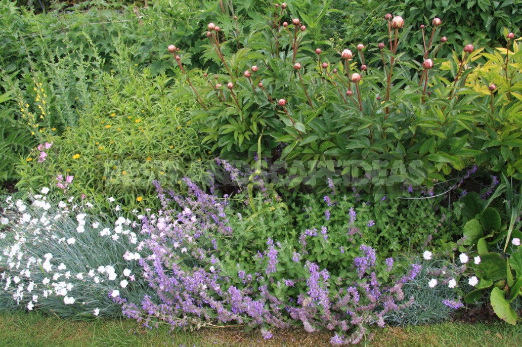 Nepeta: Planting, Care And Successful Combinations