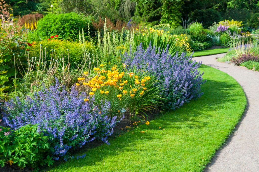 Nepeta: Planting, Care And Successful Combinations - Best Landscape Ideas