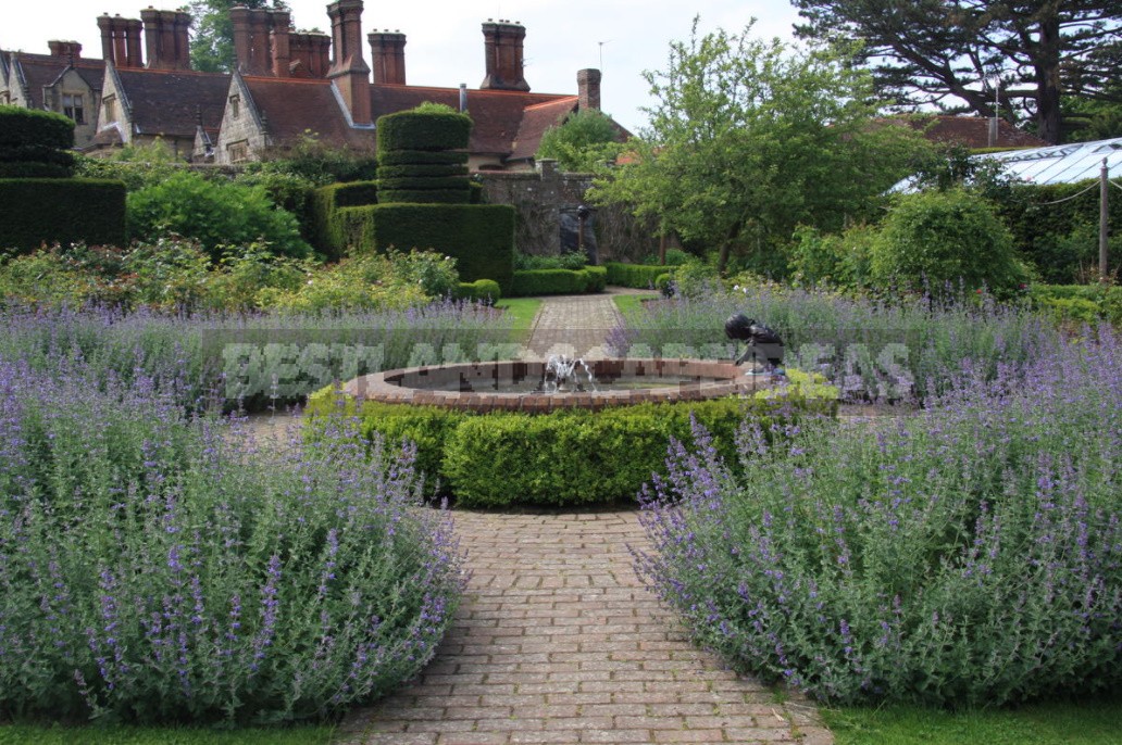 Nepeta: Planting, Care And Successful Combinations