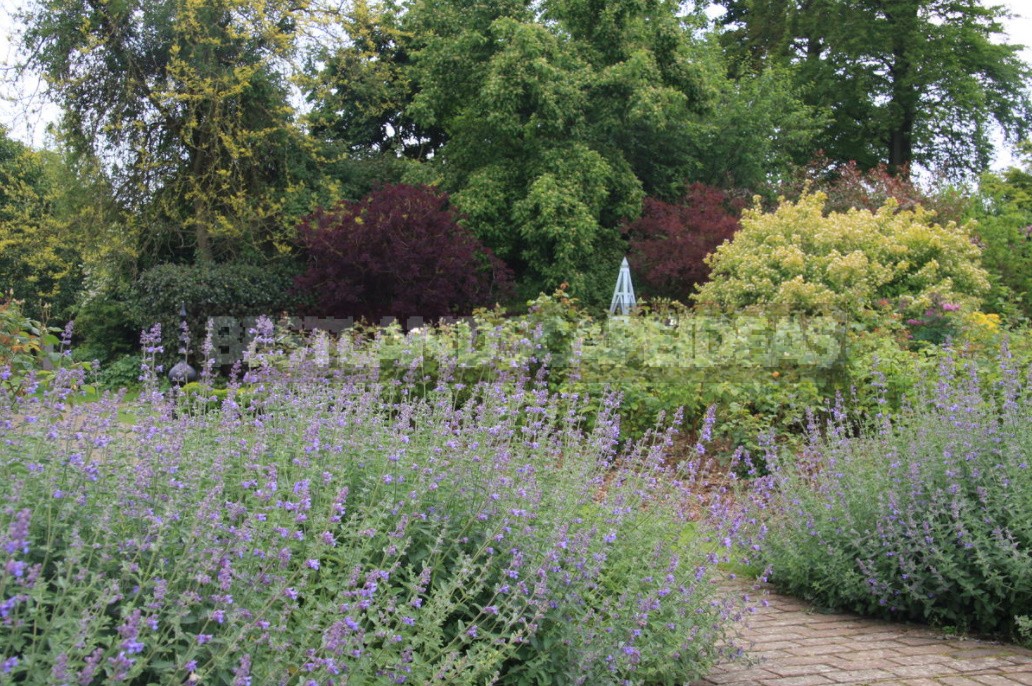 Nepeta: Planting, Care And Successful Combinations