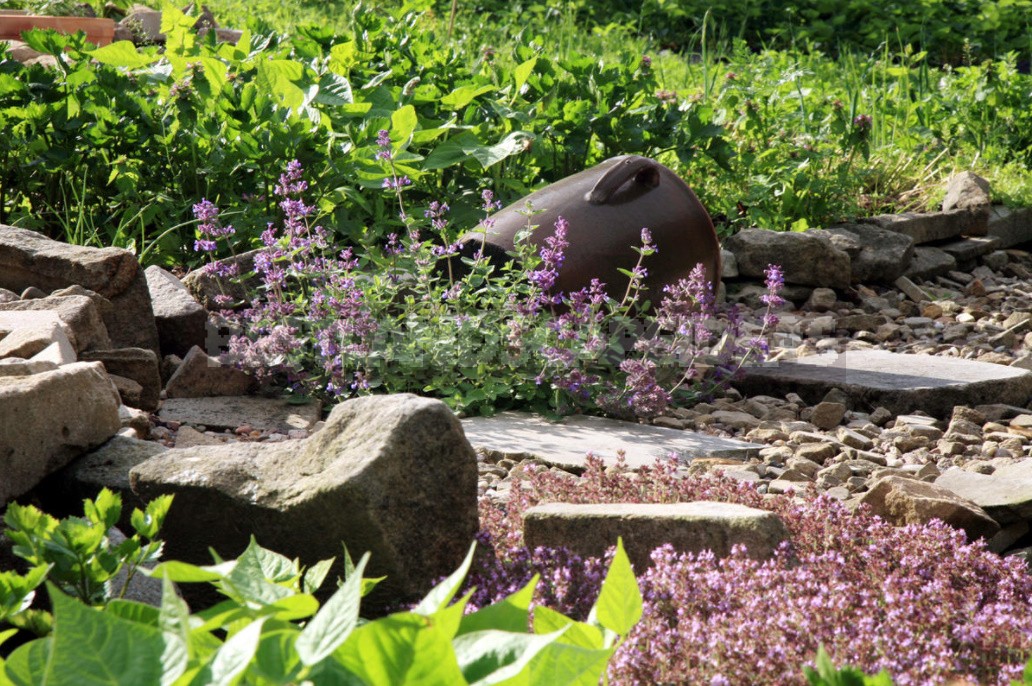 Nepeta: Planting, Care And Successful Combinations