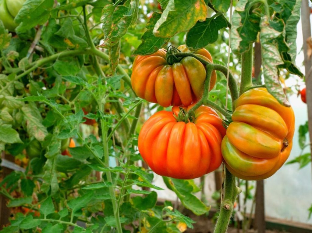 Six Gross Mistakes When Growing Tomatoes. How Ro Fix Everything (Part 1)
