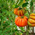 Six Gross Mistakes When Growing Tomatoes. How Ro Fix Everything (Part 1)