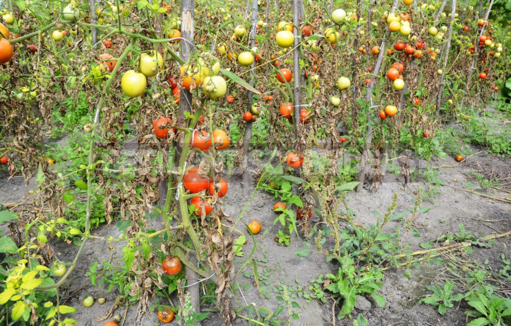Six Gross Mistakes When Growing Tomatoes. How Ro Fix Everything (Part 2)
