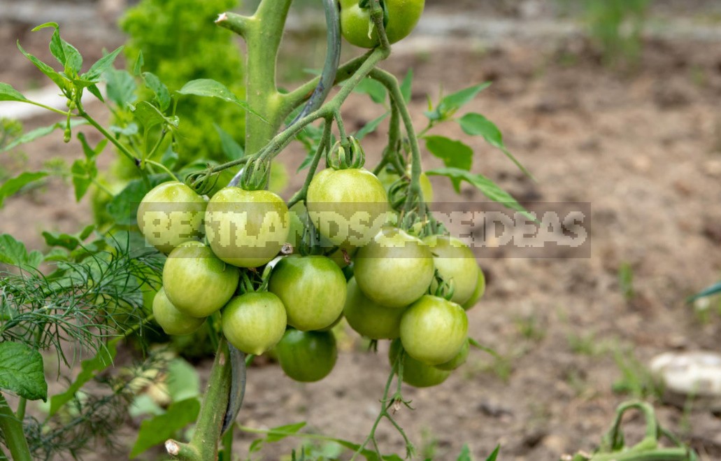 Six Gross Mistakes When Growing Tomatoes. How Ro Fix Everything (Part 2)