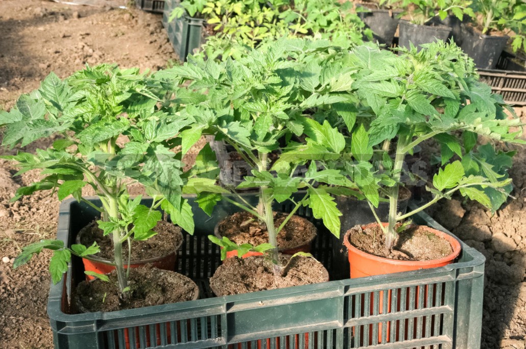Six Gross Mistakes When Growing Tomatoes. How Ro Fix Everything (Part 1)