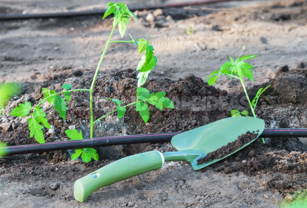 Six Gross Mistakes When Growing Tomatoes. How Ro Fix Everything (Part 1)