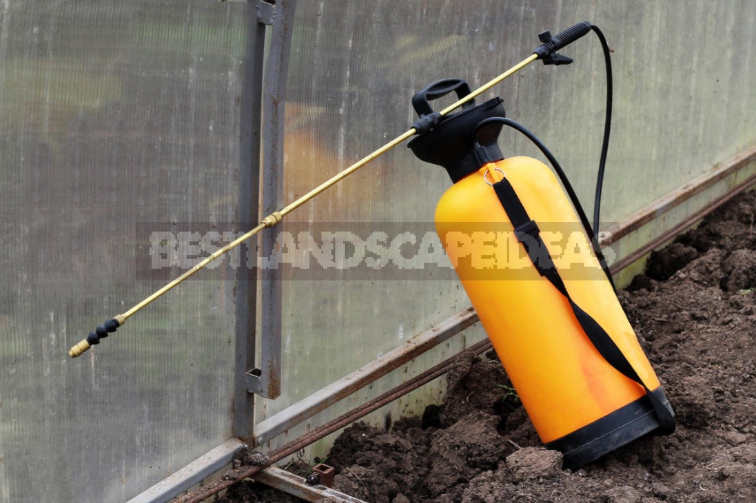 Spring Preparation Of Greenhouses And The First Crops In Them