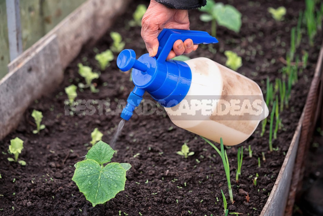 Spring Preparation Of Greenhouses And The First Crops In Them