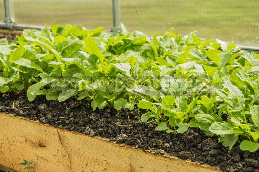 Spring Preparation Of Greenhouses And The First Crops In Them