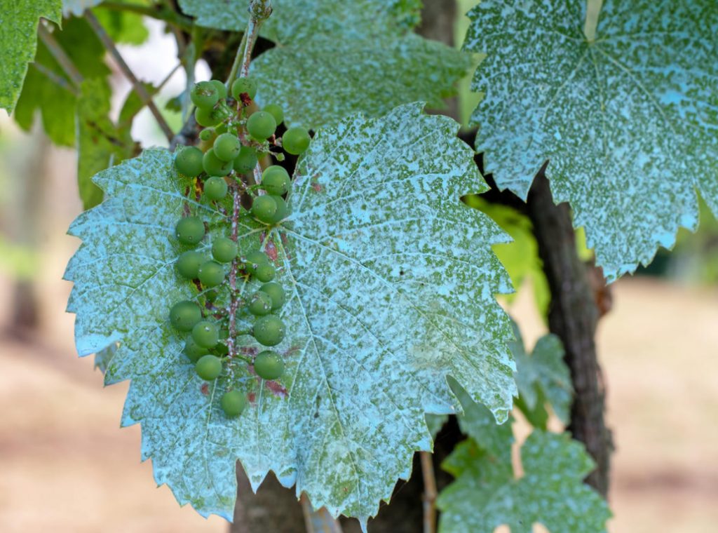 The Use Of Copper Sulfate In The Garden. Detailed nstructions For Preparing Bordeaux Liquid (Part 1)