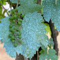 The Use Of Copper Sulfate In The Garden. Detailed nstructions For Preparing Bordeaux Liquid (Part 2)