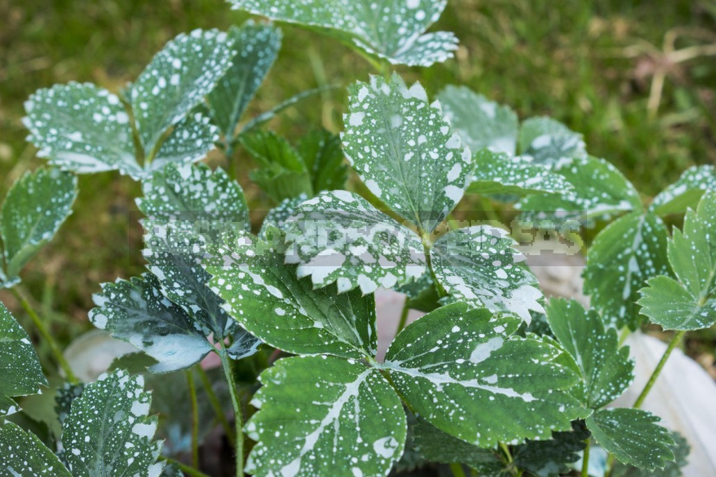 The Use Of Copper Sulfate In The Garden. Detailed nstructions For Preparing Bordeaux Liquid (Part 1)