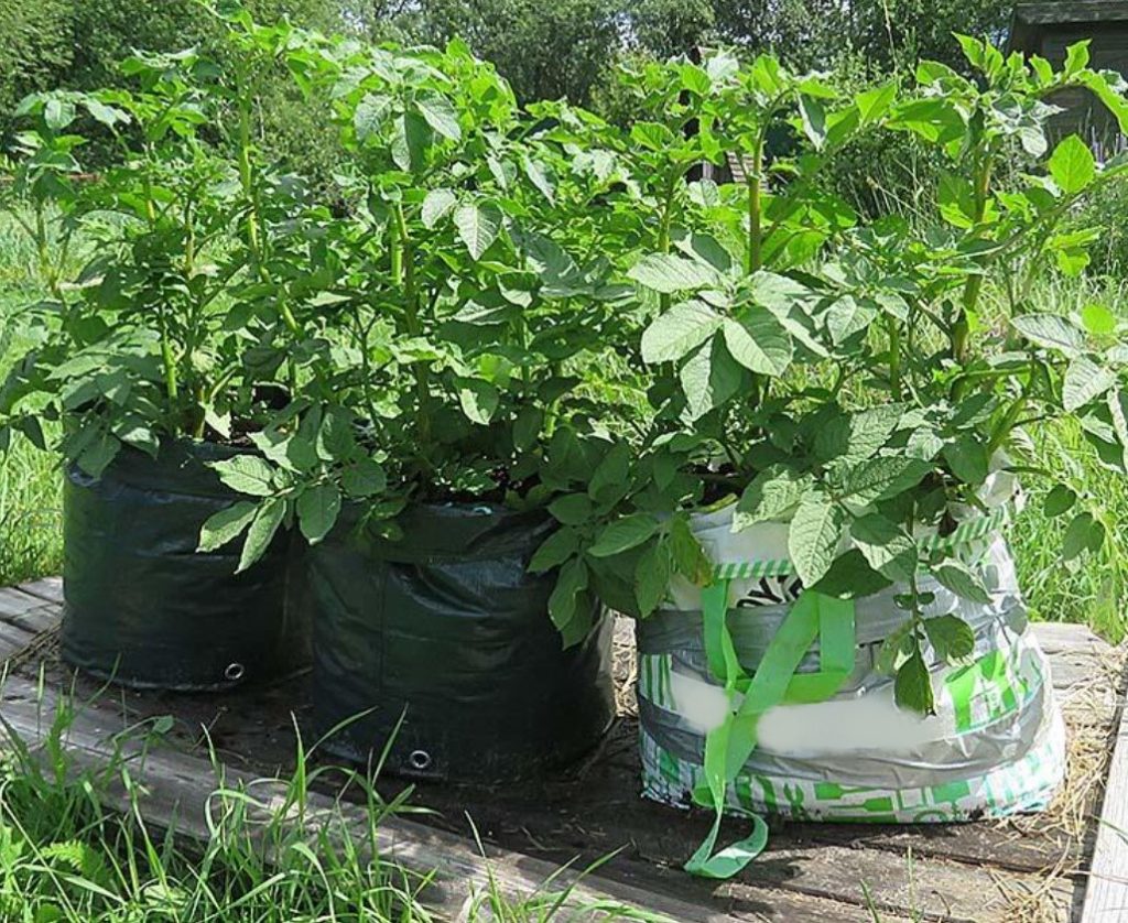 Three Ways To Grow Potatoes In Bags