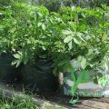 Three Ways To Grow Potatoes In Bags