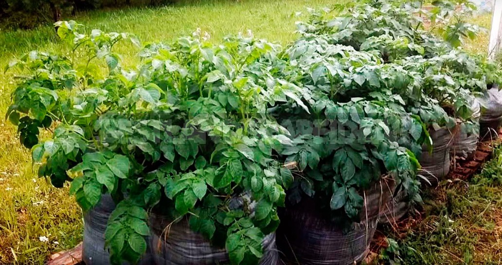 Three Ways To Grow Potatoes In Bags